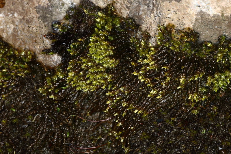 Hygrohypnum duriusculum